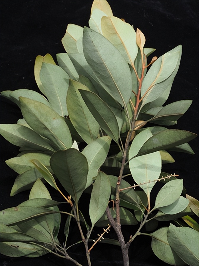 最厉害植物名称大全,5种类型植物名称