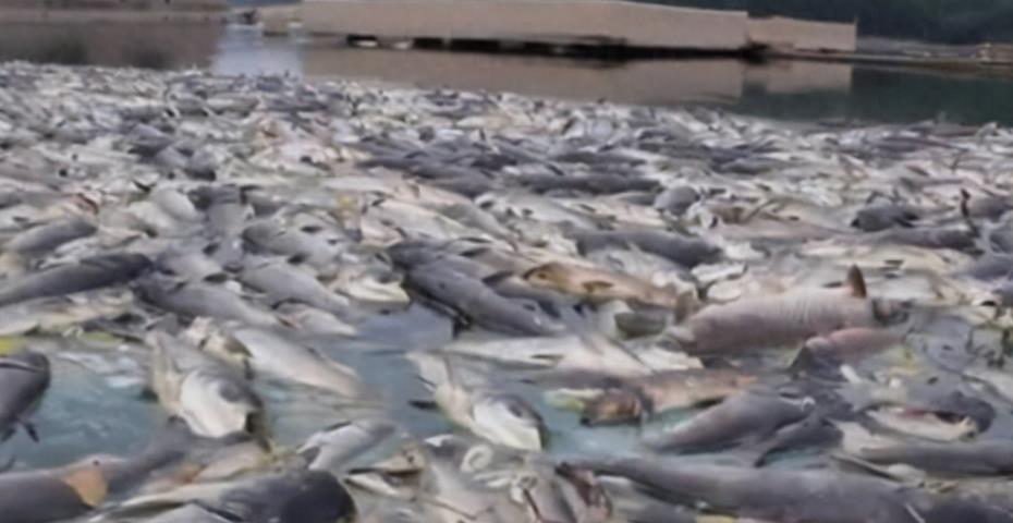 韩国老板硬气，自费租飞机把10万条死鱼运到福岛，日本人傻眼了