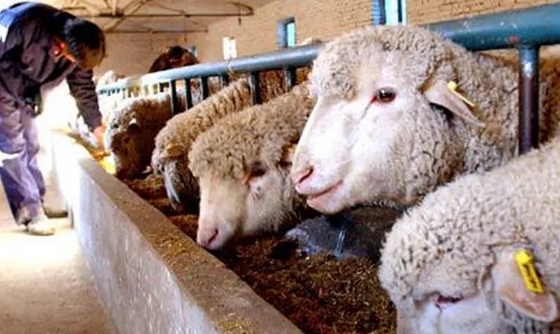 索科罗岛美利奴羊羔的形态描述和体重预测