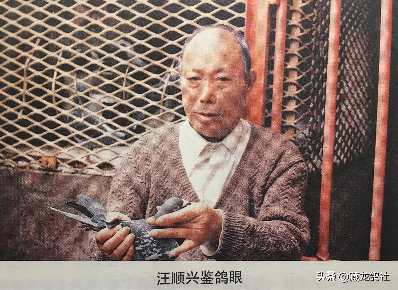 1968上海信鸽参军记