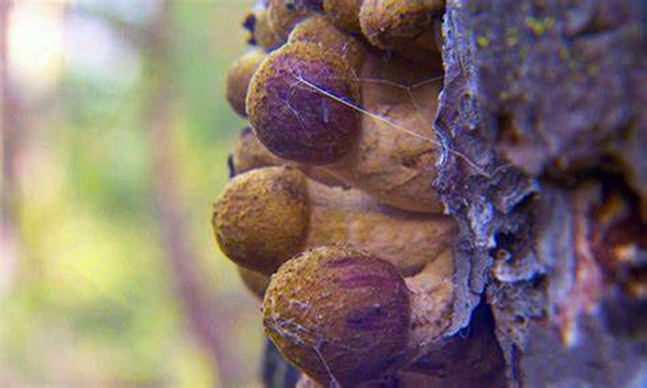 全球最大生命体活了近8000岁,世界上最大的生命体