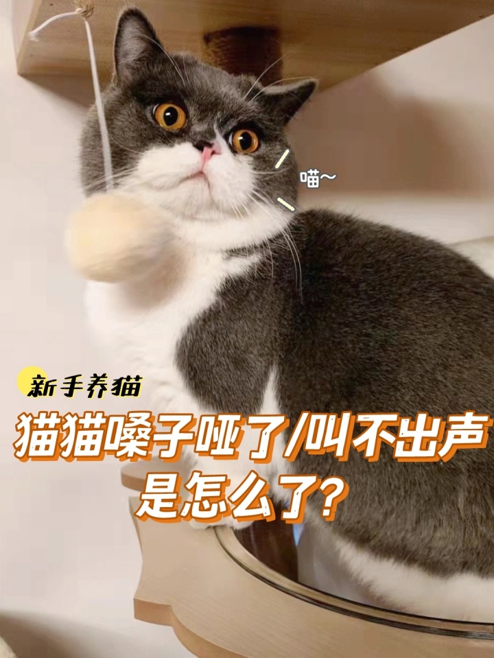 猫咪好好的为什么突然应激,猫咪好好的为什么会突然大喘气
