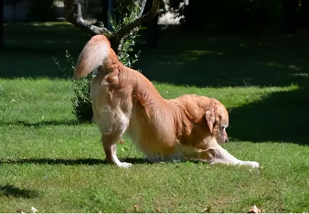 狗狗有几种表现要注意,狗狗有这几种情况说明上火了