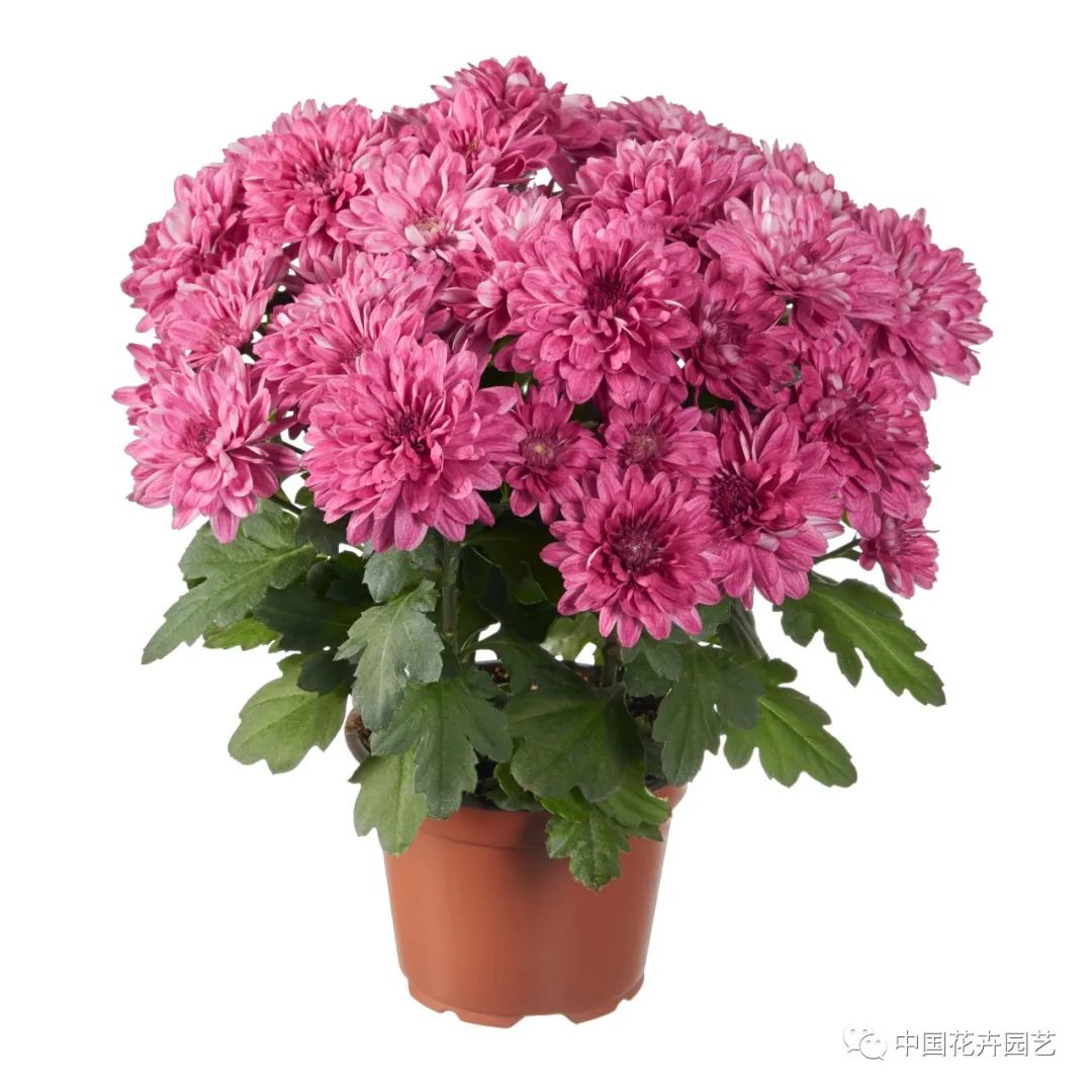 橙色多盟盆菊“水晶”系列推出新花色|新品