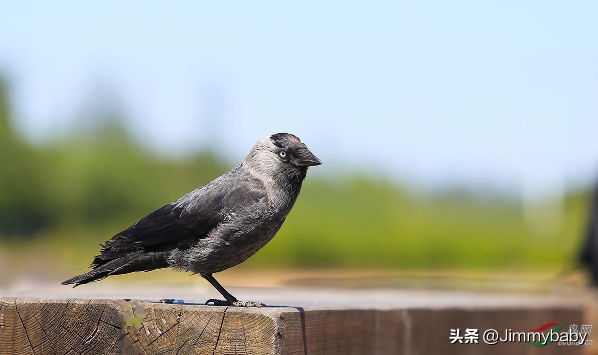 娓￠甫鏄笉涓圭殑鍥介笩,涓栫晫鍥介笩浼犲涔︾睄
