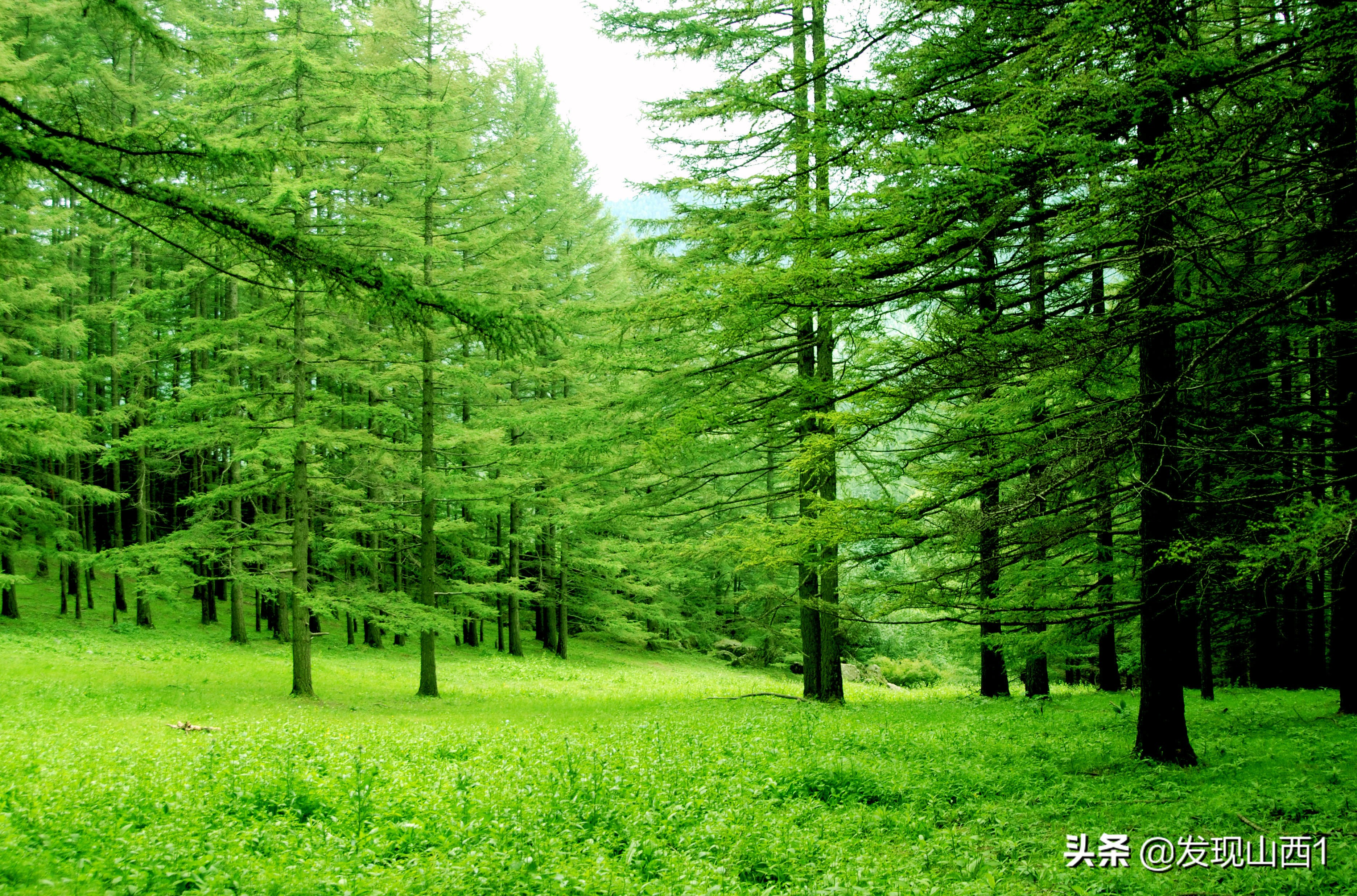 中国天然氧吧山西,沁源县获评中国天然氧吧称号