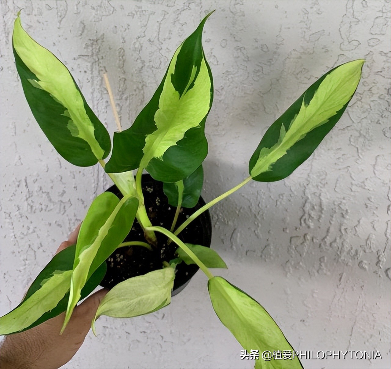 花境常绿植物推荐,室内大型开花植物推荐