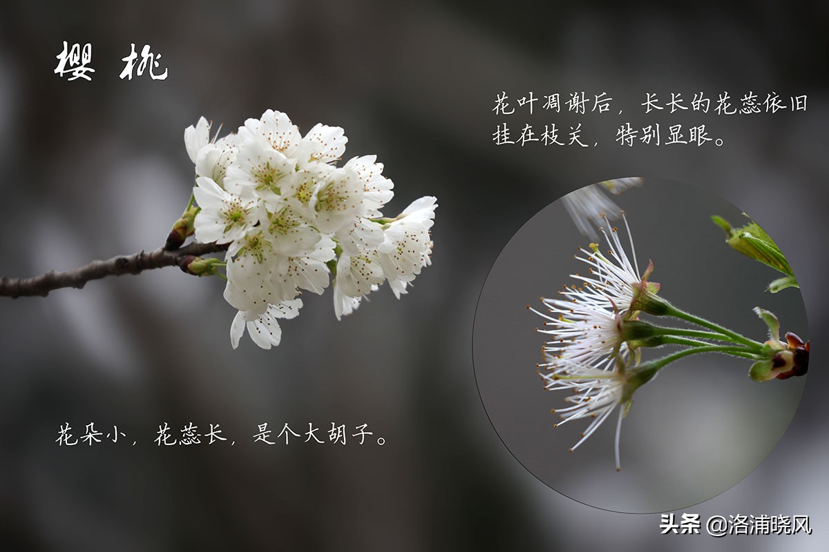 樱桃花和东京樱花区别,樱花和山樱桃花是一样的吗