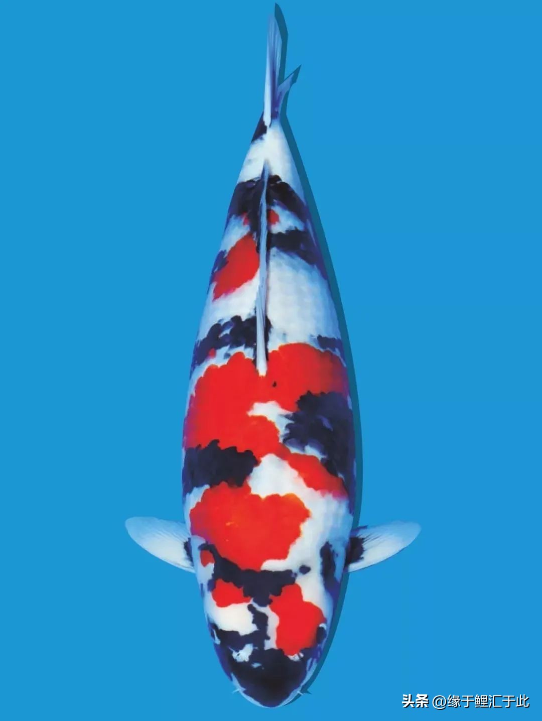 如何挑选母锦鲤鱼品种视频,小锦鲤鱼怎么挑选好的饵料