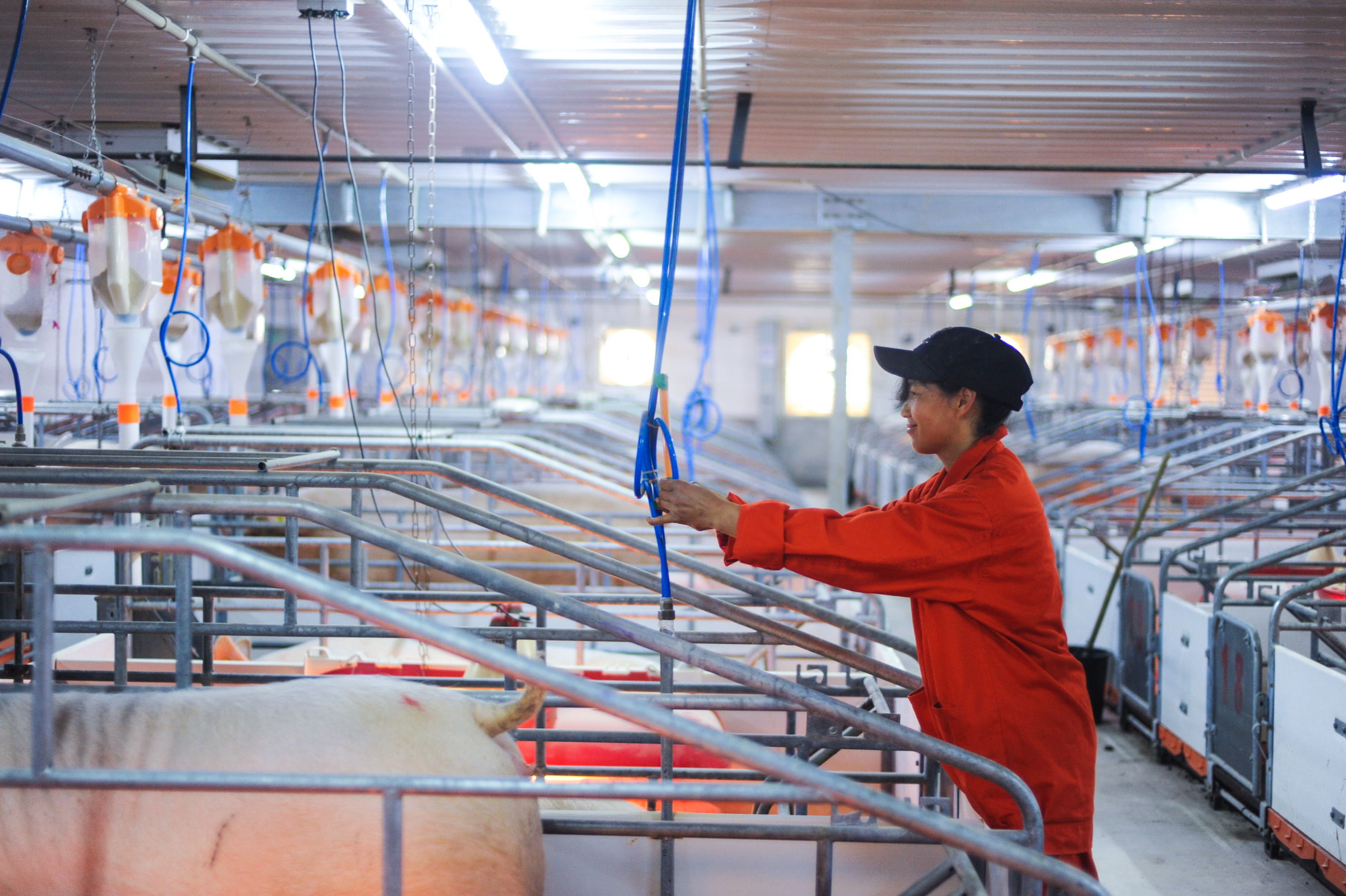 猪价养殖成本上涨,猪价上涨养殖成本