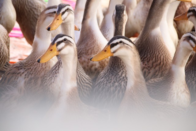 紫薇都市田园直播,紫薇都市田园好玩吗