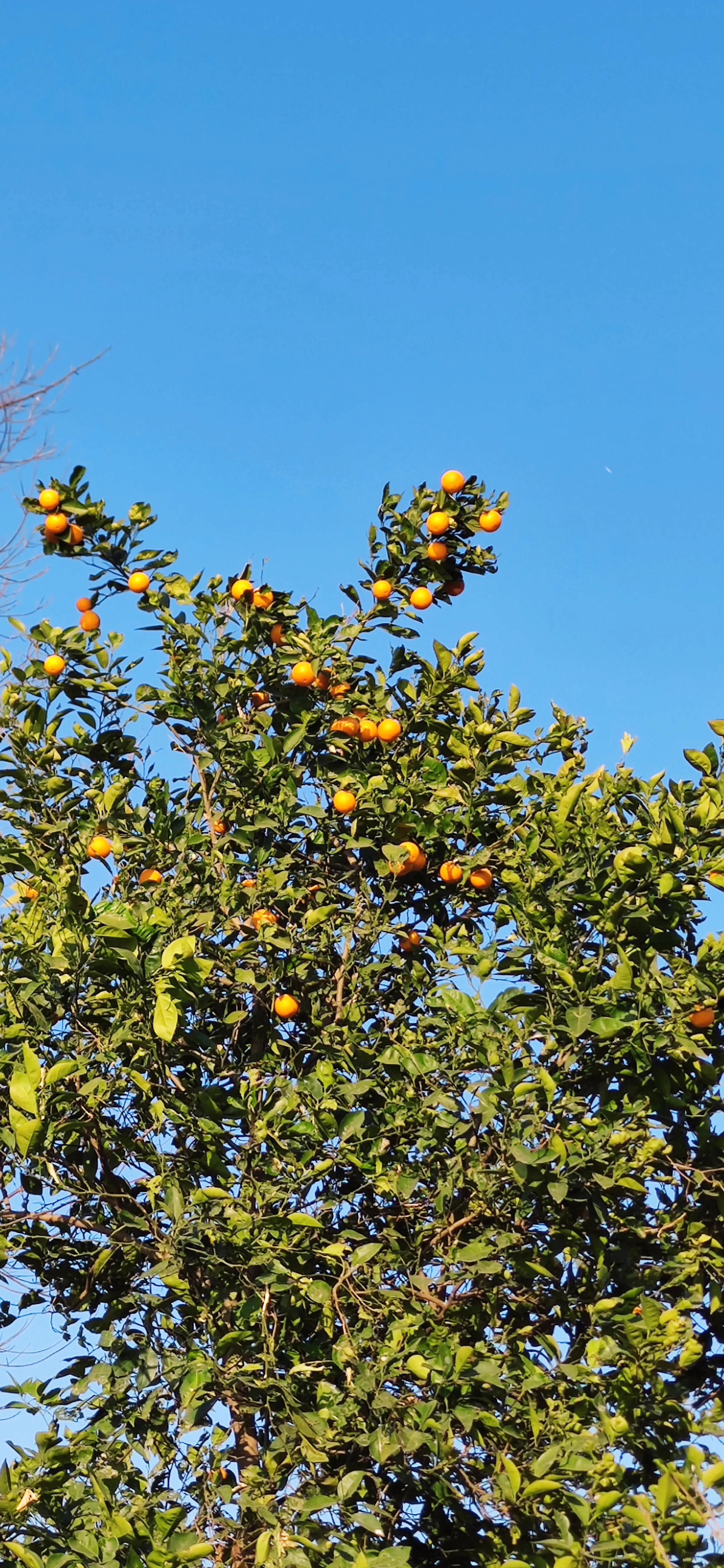 纳帕溪谷别墅东莞,纳帕溪谷茶山