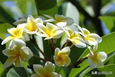 九十九朵美丽的国花送给你