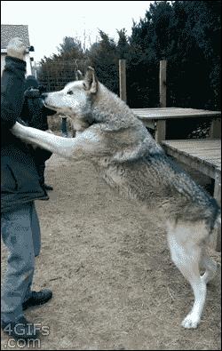 克林顿布什奥巴马合影,克林顿希拉里老照片