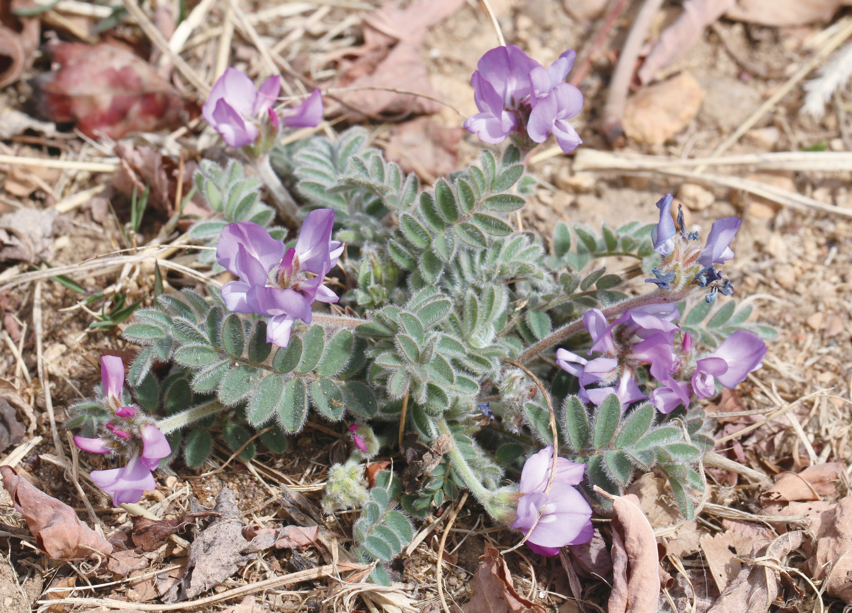 这里有像天鹅的乌头，像棉花的铁线莲，带上这本书，来玉渡山赏花