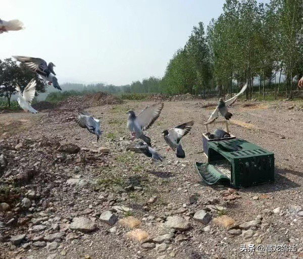 赛鸽幼鸽喂养与管理,幼鸽怎么训才能飞出成绩