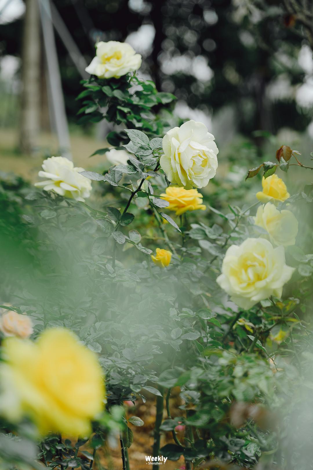 好好走过红荔路，才知道住福田有多让人羡慕