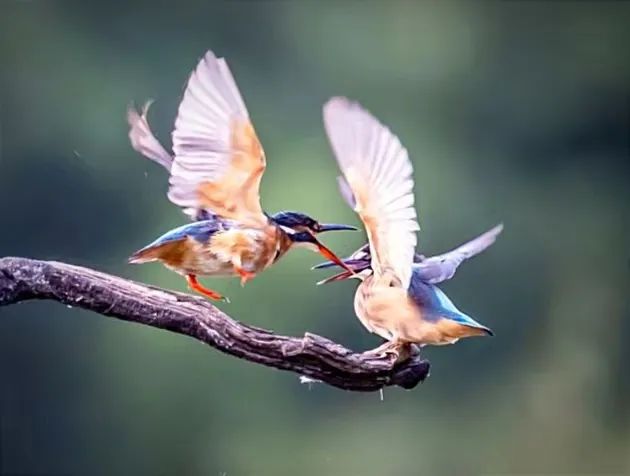 江城夜话全部视频,江城夜话