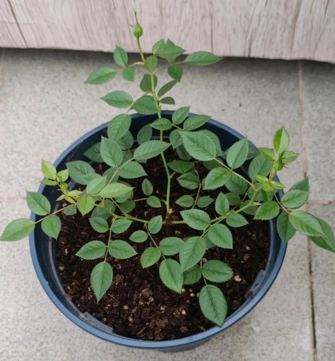 门口种月季花有什么讲究吗,月季花买哪种最好