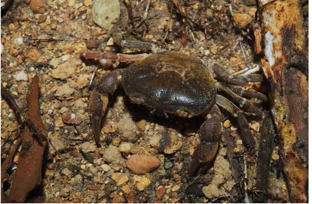 新物种深圳巨腹蟹好吃吗,深圳巨腹蟹发现物种