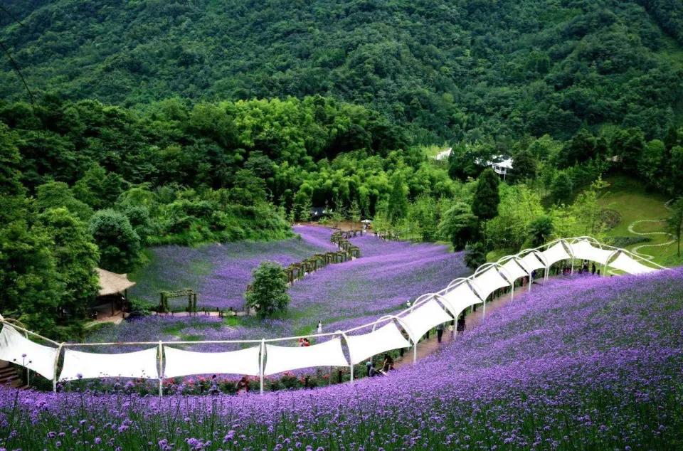 踏春赏花成都这些地方值得去看看,清明踏青成都一天来回的景点