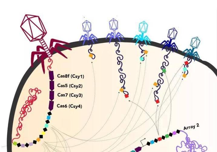 试析细菌表层蛋白，从月光到仿生，在宏观分子之间的协调表现