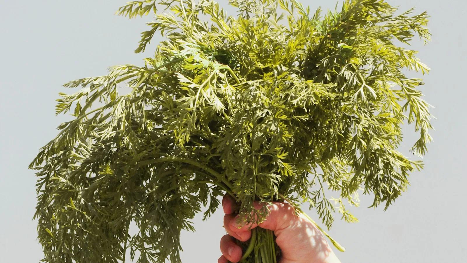 70岁老农卖瓜被骗1714收到的竟然只有171.4元看他如何找回血汗钱