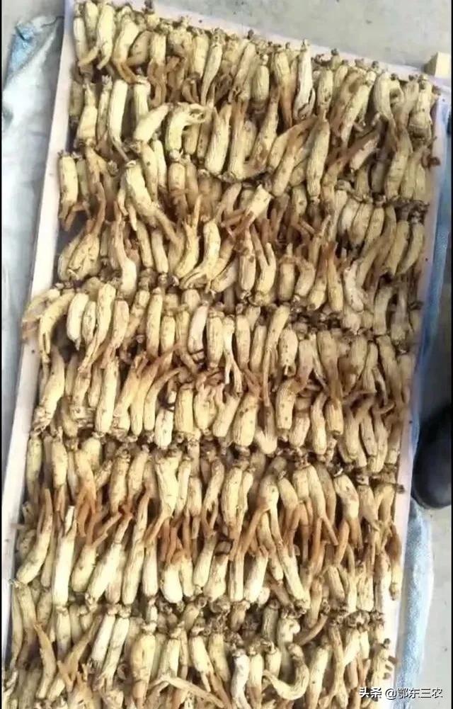 野生东北人参功效贵不贵,东北买的几块钱一根的人参怎么样