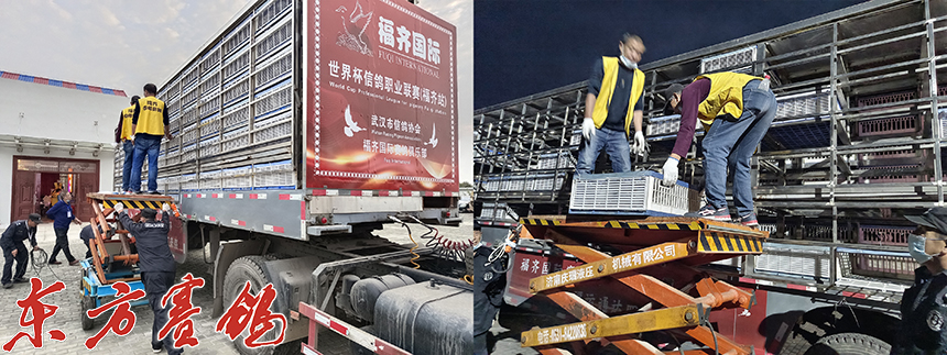 武汉福齐获奖鸽,2019武汉福齐国际集鸽名单