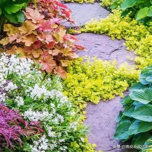 好看的地被植物,超实用的地被植物干货值得收藏