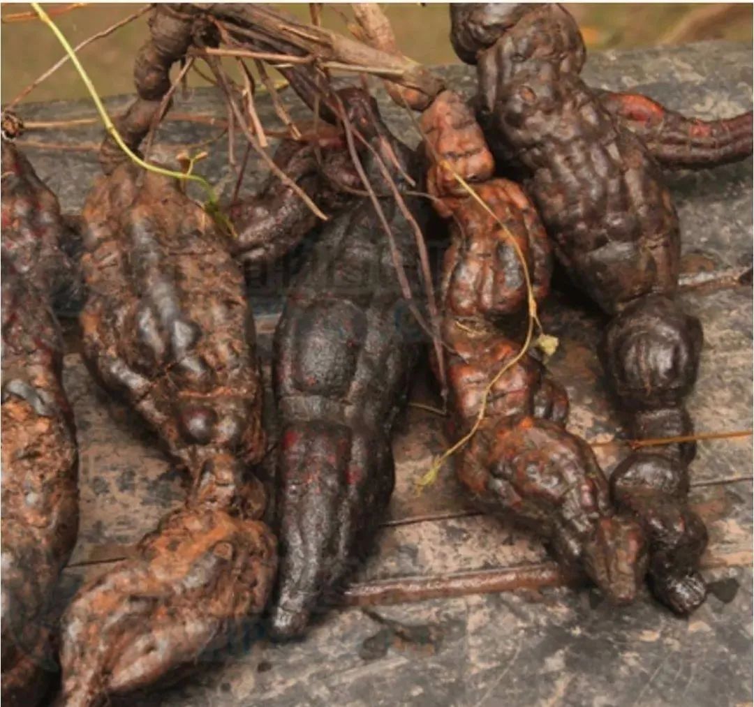 目前农村种植啥最赚钱呢,农民现在种植什么收益高