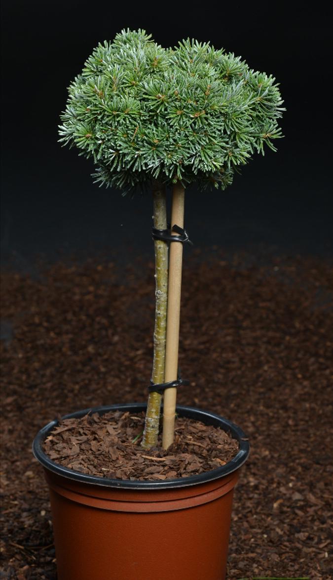 朝鲜冷杉,冷杉园艺