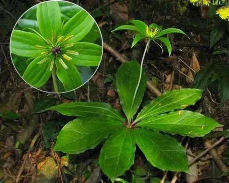 神农本草经上关于七叶一枝花,七叶一枝花号称药王