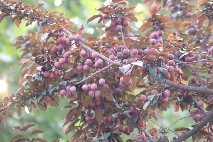 夏天了,绿化带水果纷纷成熟,吃货犯难了,这些免费水果能吃吗?