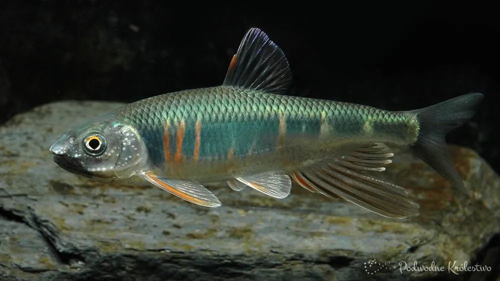 黑龙江三花五罗十八子图片,黑龙江名鱼三花五罗