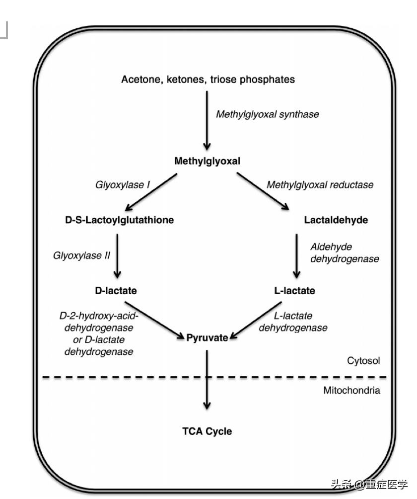 乳酸性酸中毒诊断标准,如何预防乳酸酸中毒