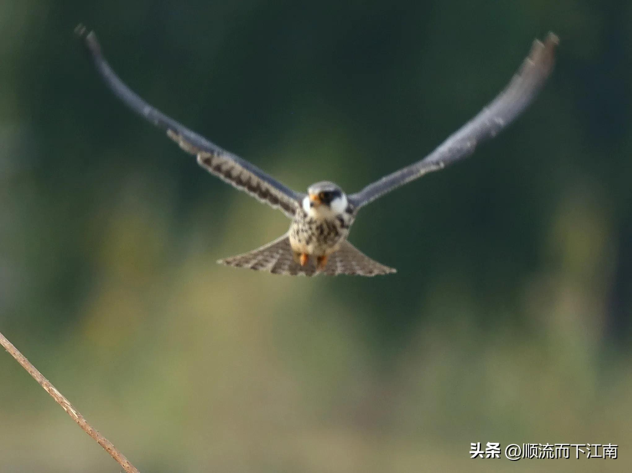 红脚隼叫声,红脚隼