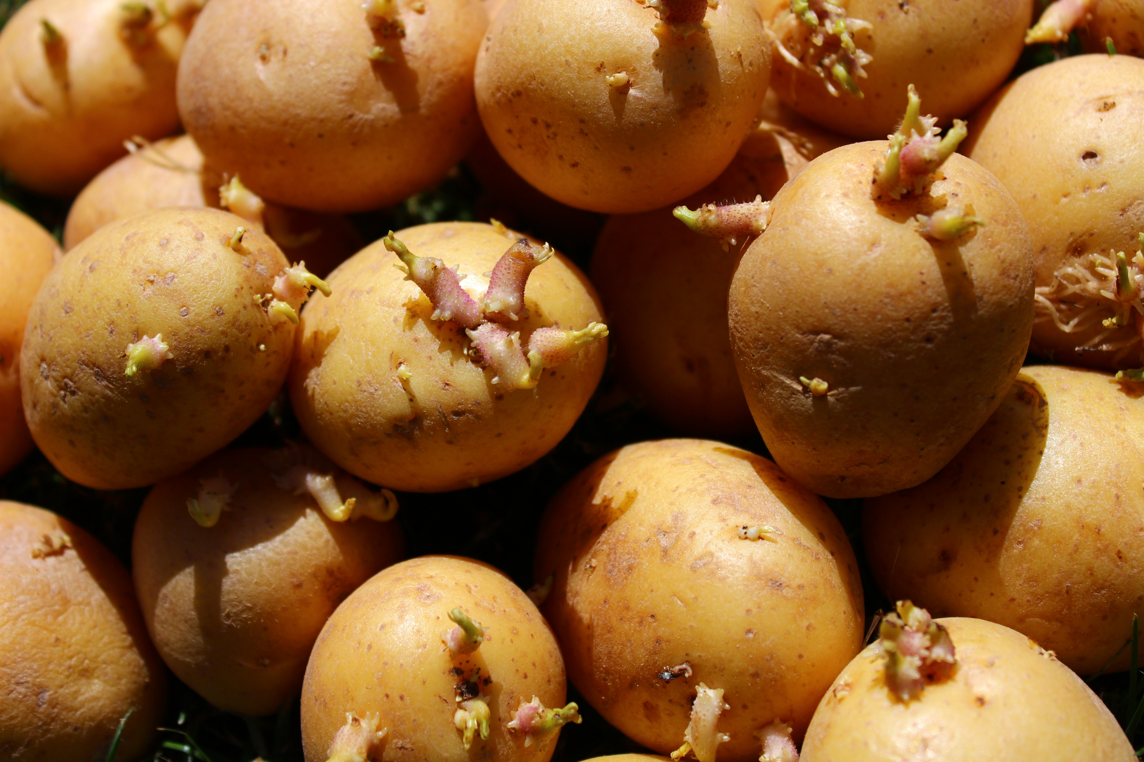 猪发生亚硝酸盐中毒有哪些表现,猪马铃薯中毒怎么防治