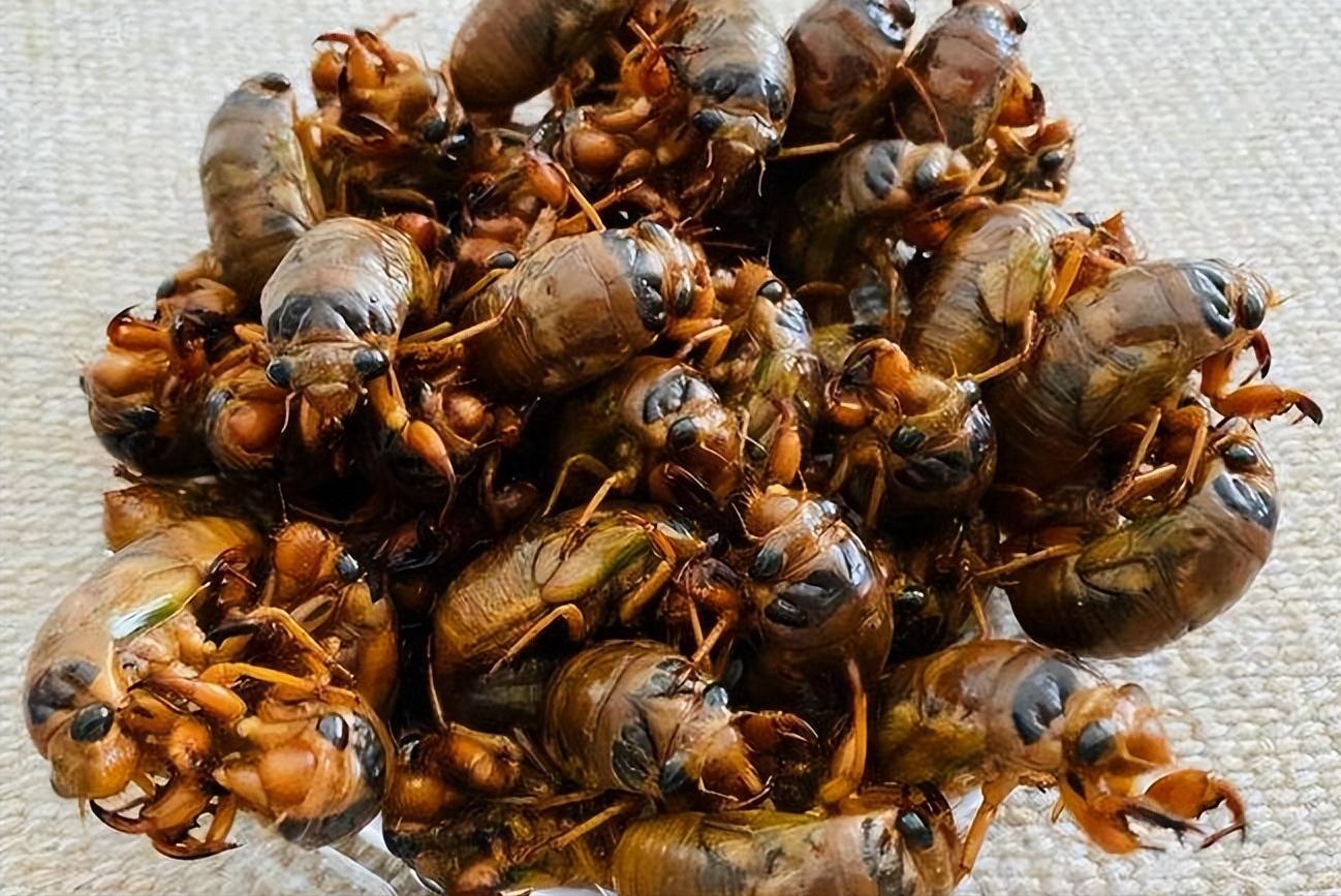 金蝉别只会炸着吃，分享金蝉的3种做法，入味好吃，酥脆不油腻