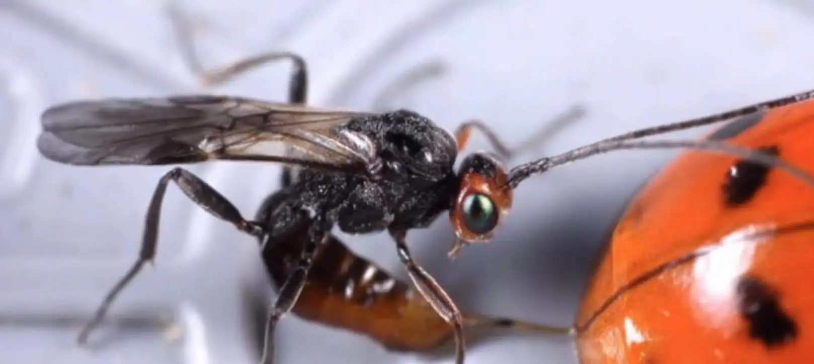 自然界的丧尸病毒,自然界的丧尸