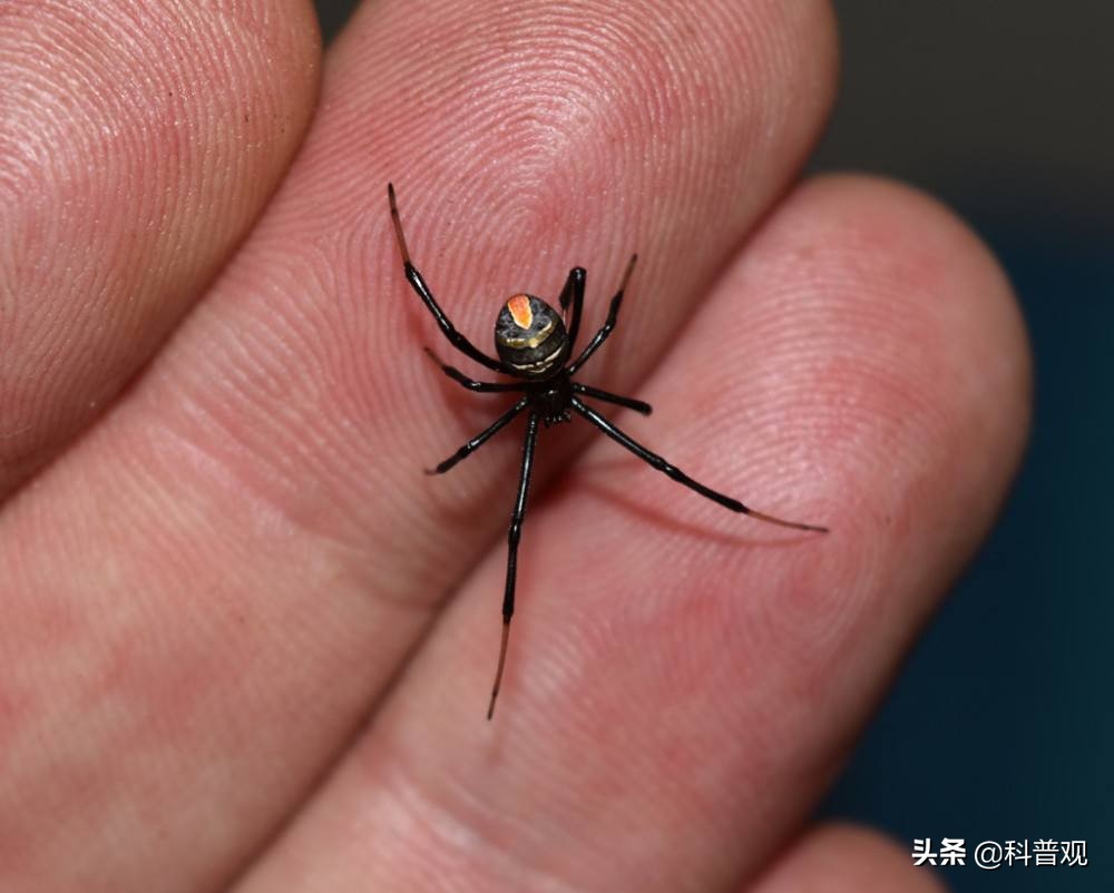 黑寡妇？广东男子被蜘蛛咬伤，手臂肿成两倍粗，一口下去差点丧命