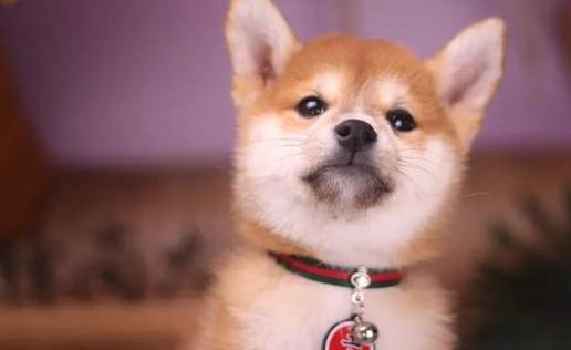 柴犬关节不好有什么征兆,柴犬的脚为什么这么臭