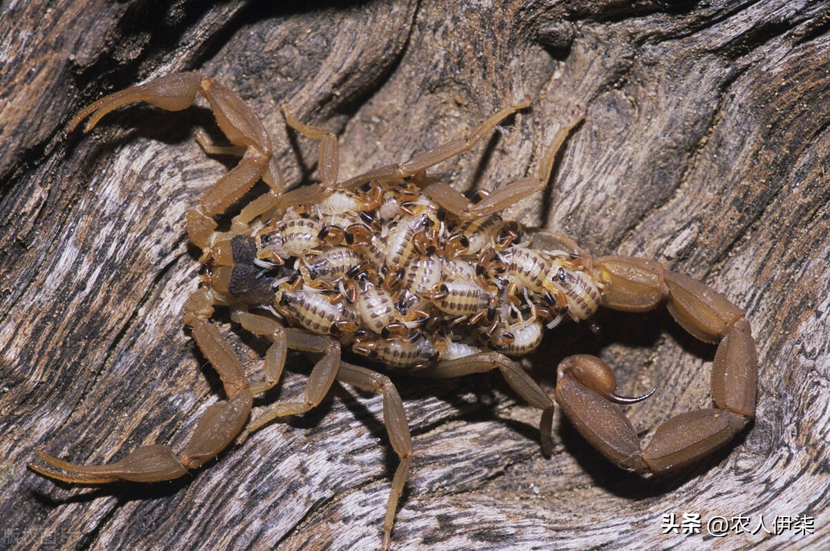 蝎子的市场行情可以养殖吗,养3000只蝎子投资多少钱