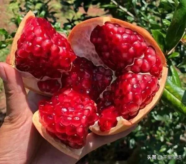 突尼斯软籽石榴超级好吃,突尼斯软籽石榴不用吐籽就能吃