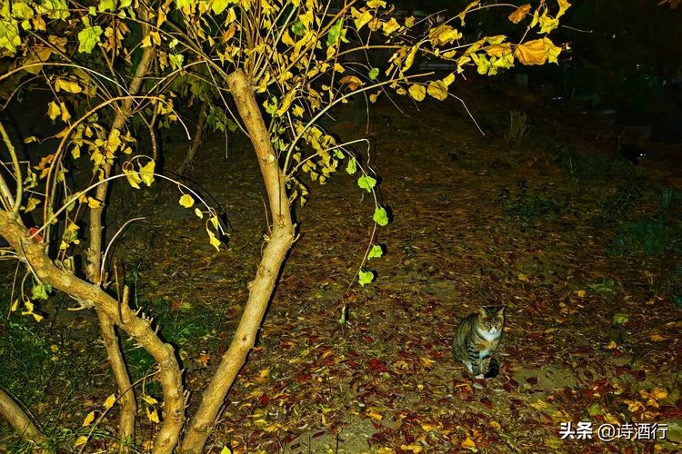 又入冬了还有遗憾吗,又到了瑟瑟发抖的季节