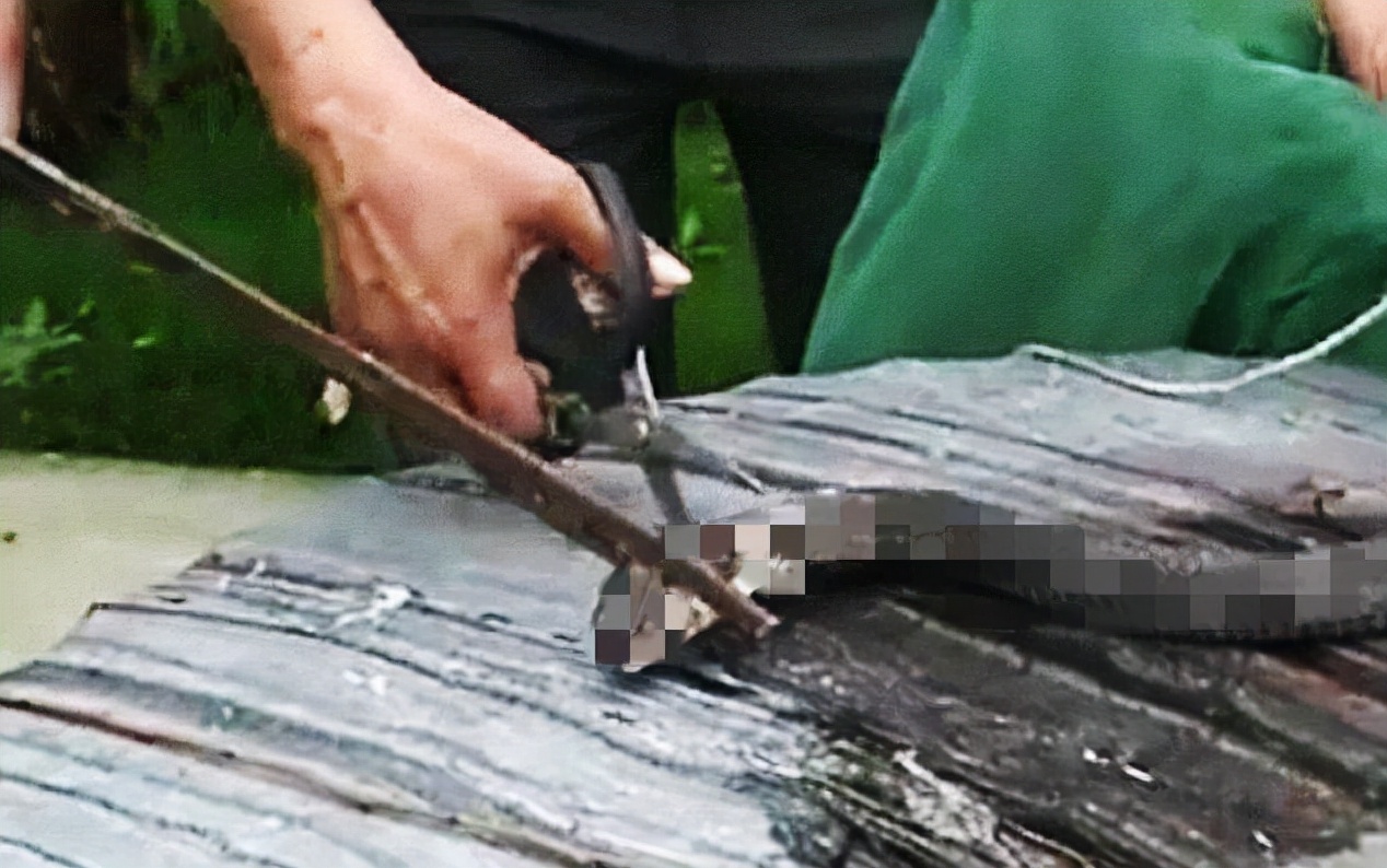 眼镜蛇被炖汤后，被剪掉的蛇头突然“复活”咬人，老伯差点丧命