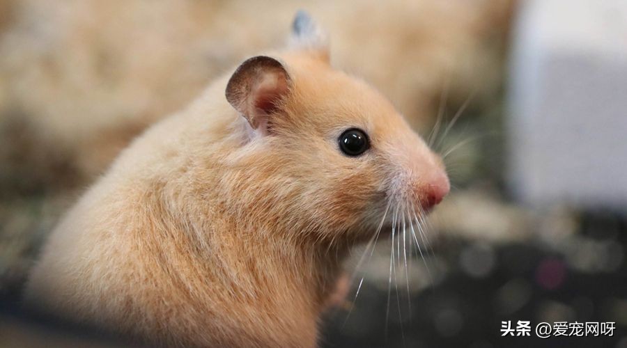 仓鼠布丁是什么品种,仓鼠品种大全及图片真实