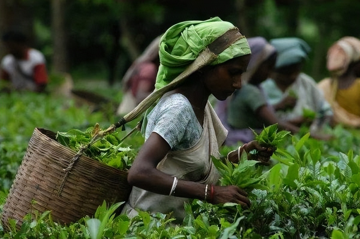 痛心的技术泄密：英国*子骗**偷走安徽两种树苗，让清朝损失百亿纹银