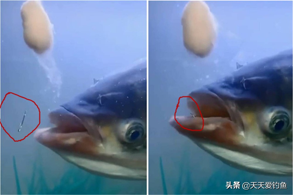 手竿浮钓鲢鳙怎样快速调漂,手竿钓鲢鳙浮漂怎么调深度