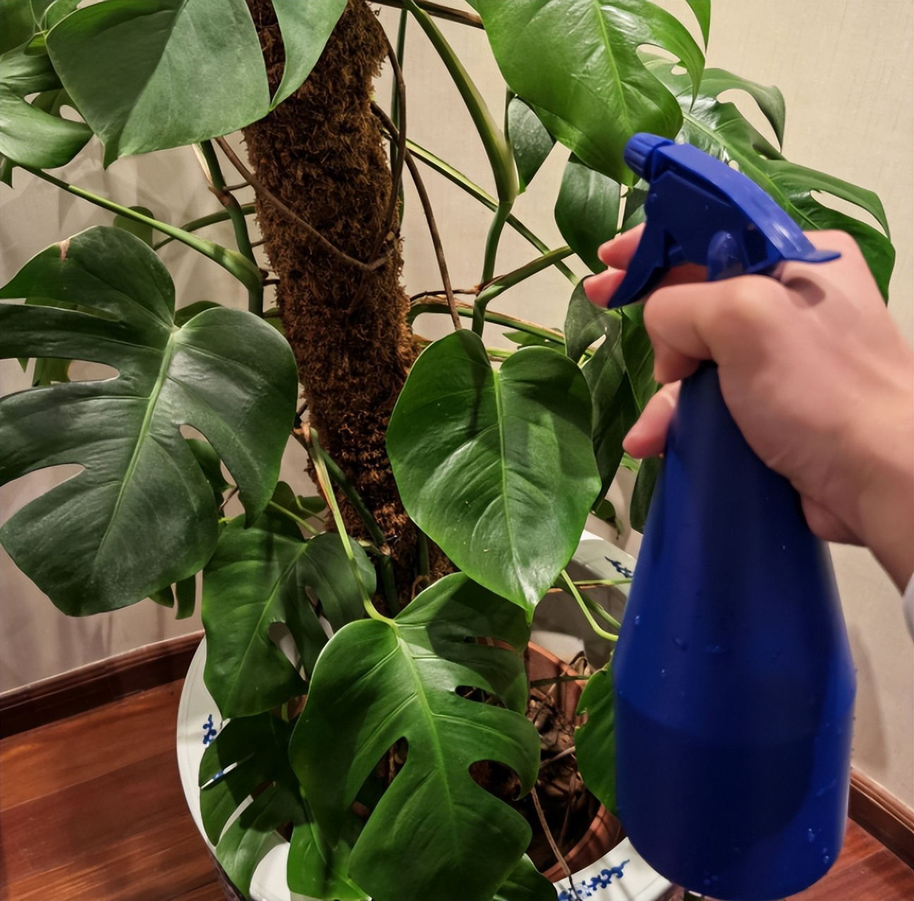 吸甲醛的绿植最好养的,哪一种绿植对新装修的房子最有效